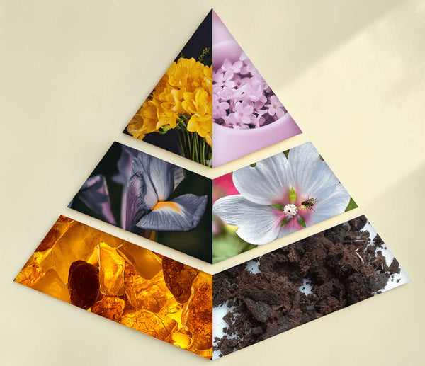 Oud Sera Khadlaj Pure Musk perfume fragrance pyramid showing notes of lilac, freesia, iris, white musk, and amber.
